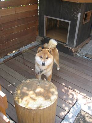 どんぐり1