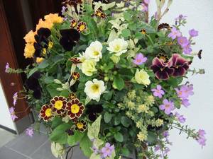 寄せ植え2