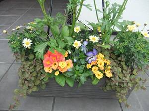 寄せ植え3