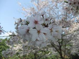 sakura