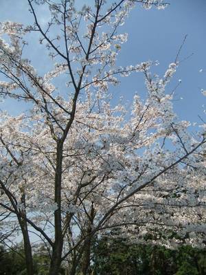 sakura2