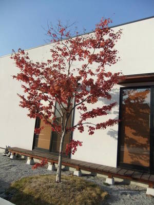 momiji