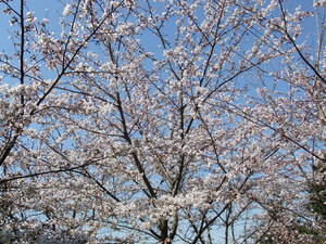 sakura2