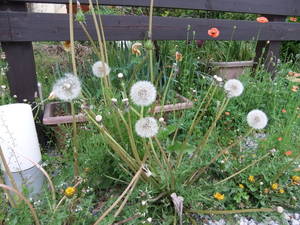 watage