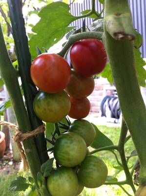 tomato