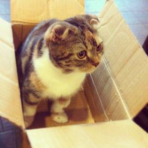 猫3