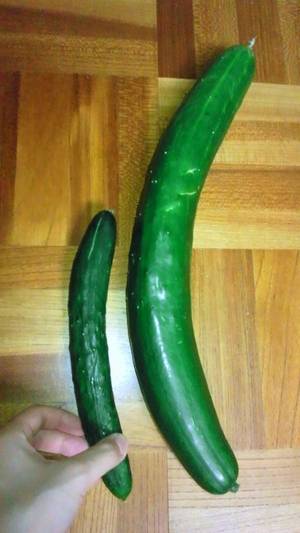 巨大キュウリ