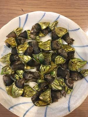 かめのて