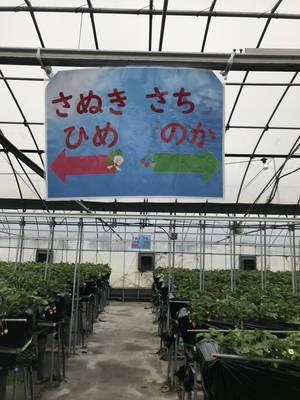 いちご