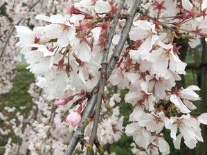 桜2