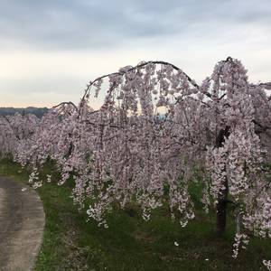桜2